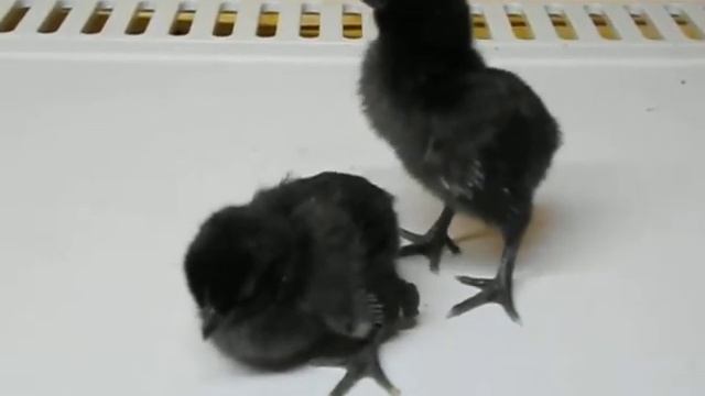 Аям цемани. Цыплята, 1 неделя. смотреть онлайн