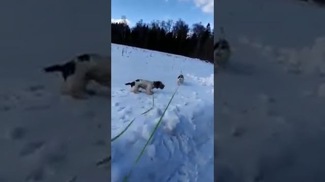 Сугробы и Большой Вандейский Бассет Гриффон/Grand Basset Griffon Vendeen смотреть онлайн