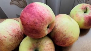 Яблоки в Сибири.Плоды крупноплодных яблонь Мельба,Штрефлинг,Мартовское...На любой вкус! год 2020.
