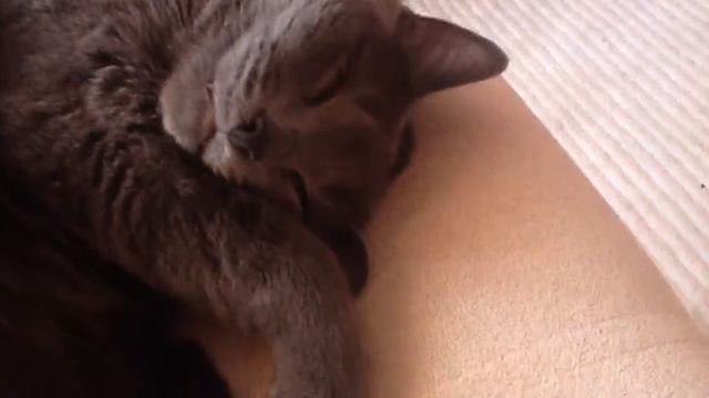 Котейка спит с открытым ртом смотреть онлайн