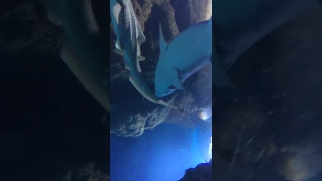 живая акула смотреть онлайн