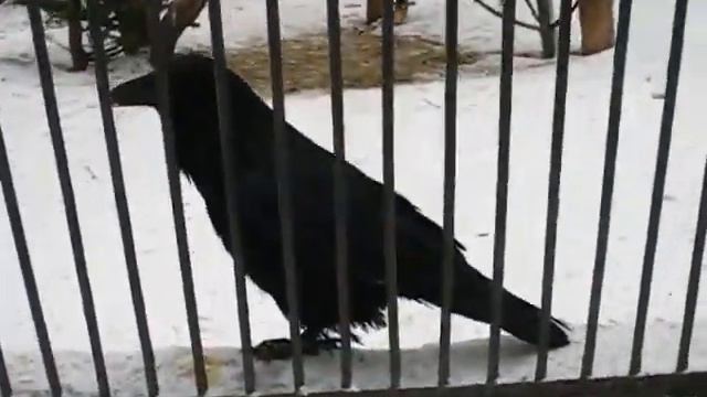 Новосибирский зоопарк. смотреть онлайн