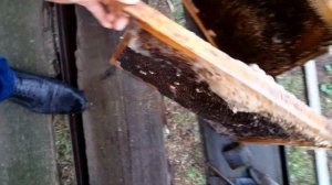 ВОСКОВАЯ МОЛЬ | КАК С НЕЙ БОРОТЬСЯ | КАК СОХРАНИТЬ СУШЬ | Пчеловодство для начинающих!