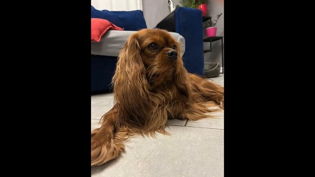 ? Встречайте родителей щенка Арчи Arin Beu Кавалер Кинг Чарльз Спаниель - красота и грация ?