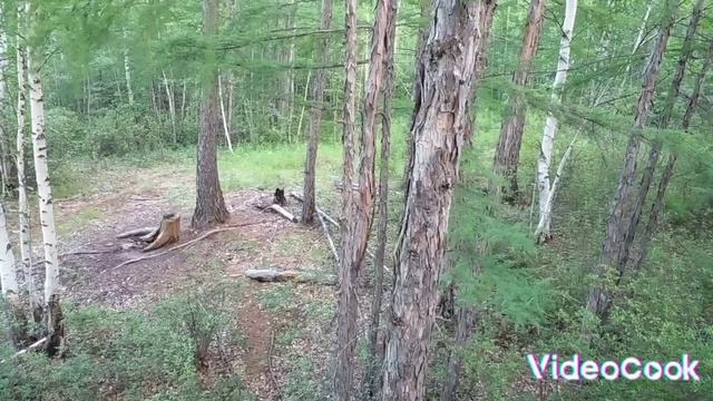 Утро ! Такая красота !Это нужно видеть и слышать...... смотреть онлайн