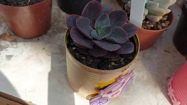 Ep.159- Suculentas perforata( Giant form, marnieriana), diferença da orion × hércules смотреть онлайн