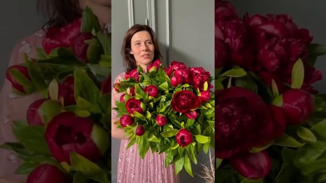 Пионы бордовые смотреть онлайн
