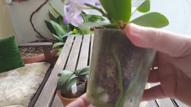 Doritis(Доритисы)уход и содержание смотреть онлайн