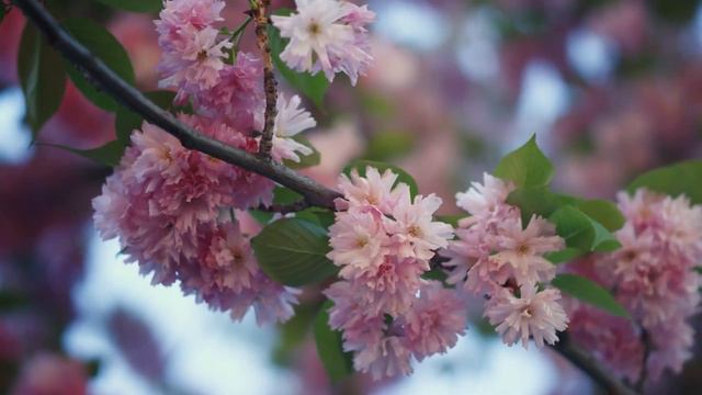 Эту музыку можно слушать вечно 🌸 Самая красивая мелодия на свете! Музыка для души смотреть онлайн