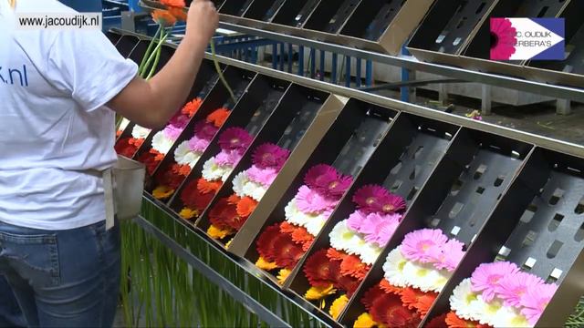 Film korporacyjny Jac. Oudijk gerbera's смотреть онлайн