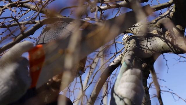 Обрезка деревьев весной; обрезка деревьев 2020; обрезка привитых плакучих деревьев; правила, приемы смотреть онлайн