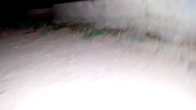 Шри Ланка геккон Коггалы