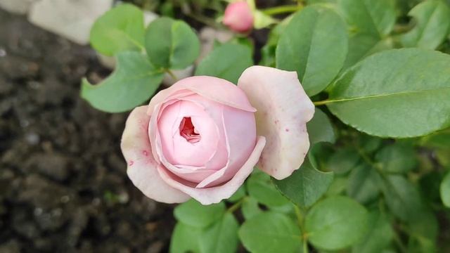 Осеннее цветение розы Клер Роуз. смотреть онлайн