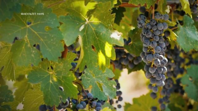 Что такое молодость? [ФАКУЛЬТЕТ НАУК] смотреть онлайн