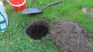 ГОРТЕНЗИЯ  крупнолистная, основные ПРАВИЛА посадки в начале лета в открытый грунт