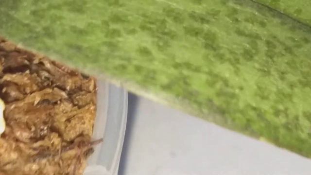 Сюрприз от орхидеи Одорион(парфюмерки).🍀 смотреть онлайн