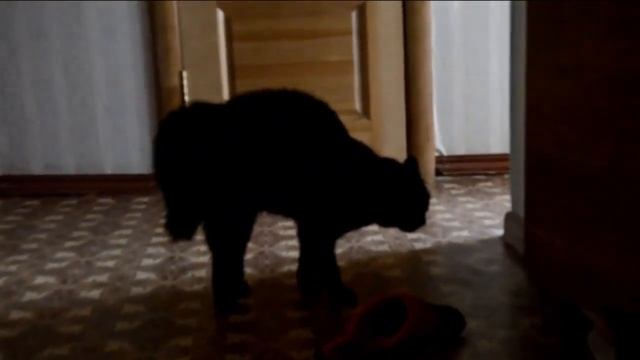 говорящая кошка смотреть онлайн