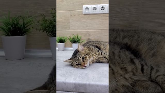 Кошка Мери под седацией #zoovetdoctor #ушаковдмитрий #зооветдоктор