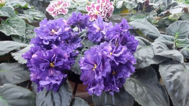 Как помочь фиалкам в ЖАРУ чтобы ШАПОЧНО ЦВЕЛИ и не болели. Обзор цветочной комнаты с фиалками. смотреть онлайн