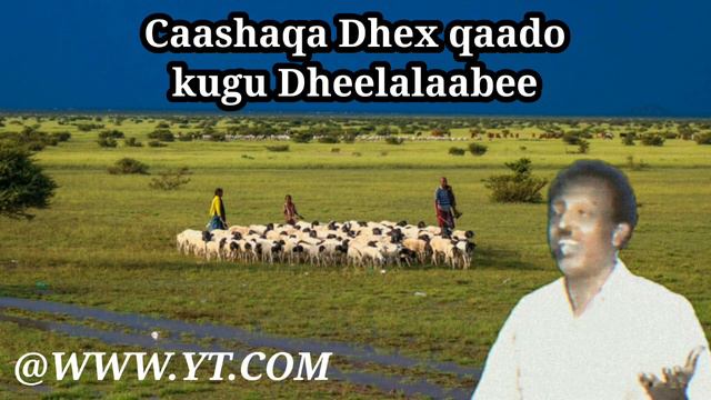 Maxamed Axmed Kuluc 🔥Iyo Heesta "DHOOL BARI" смотреть онлайн