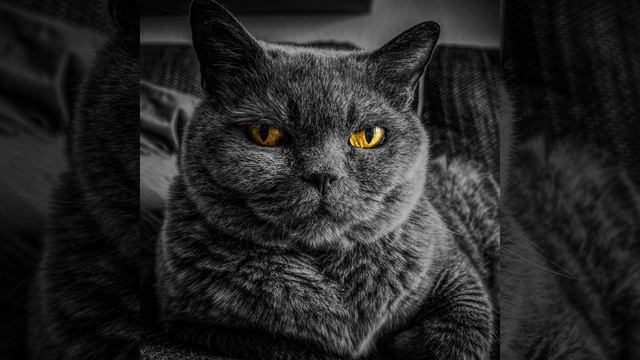 Кот играет музыка