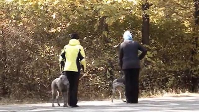 Курцхаар Дези 6 месяцев смотреть онлайн