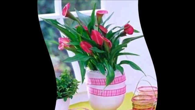 Зантедеския уход смотреть онлайн