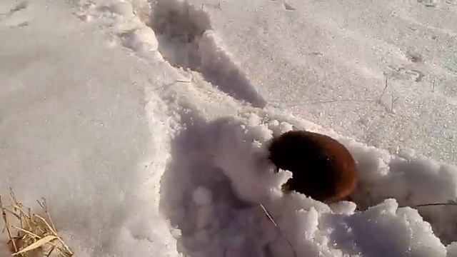 Нашел с друзьями зверька непонятного смотреть онлайн