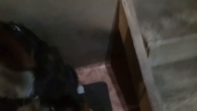 Фонарик на ошейник - не потеряй свою собаку! смотреть онлайн