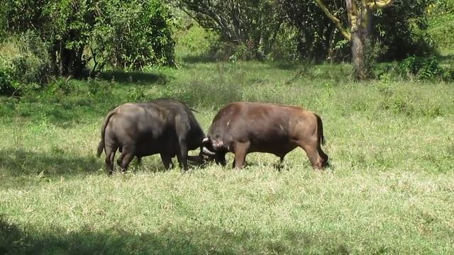 Буйволы бьются, озеро Накуру, Кения / Buffalo fight, Lake Nakuru, Kenya смотреть онлайн