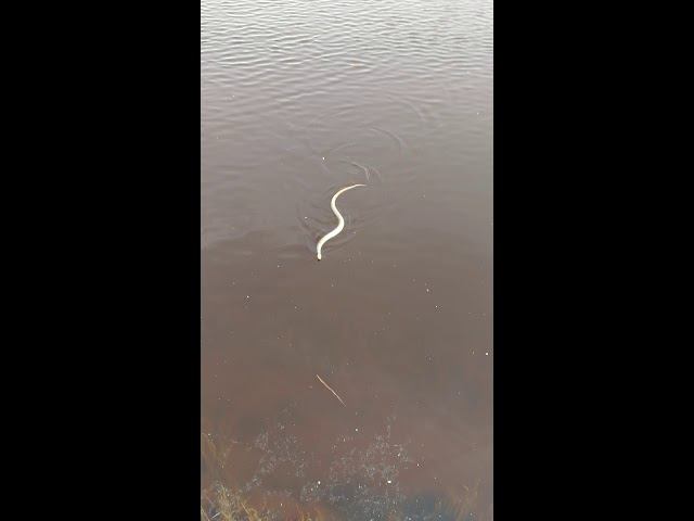 Встретил змею на рыбалке, сначала показалось, что это уж, а оказалось гадюка. #NIK_72 смотреть онлайн