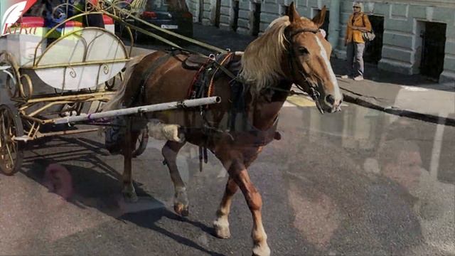 Хорошее отношение к лошадям. смотреть онлайн