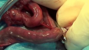 стерилизация кошки