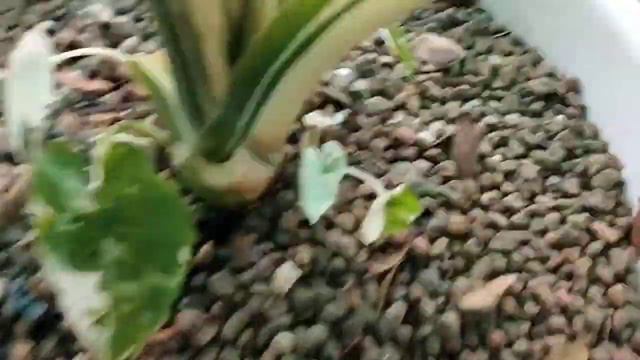 Alocasia Okinawa Silver Review : Ep: 3 เปลื่ยนวัสดุปลูก พร้อมกระถางใหม่ เพื่อลูกรอบต้นโตไว ๆ смотреть онлайн
