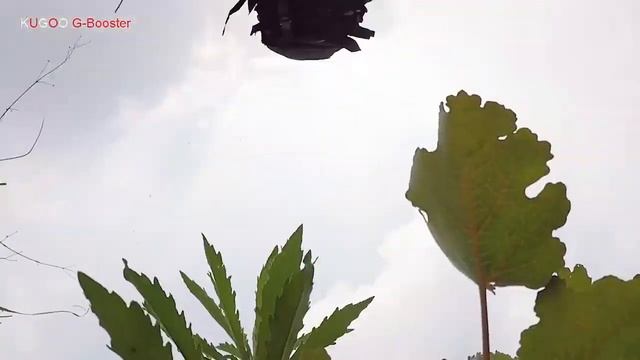 Super Big G Booster Kugoo Electric Scooter