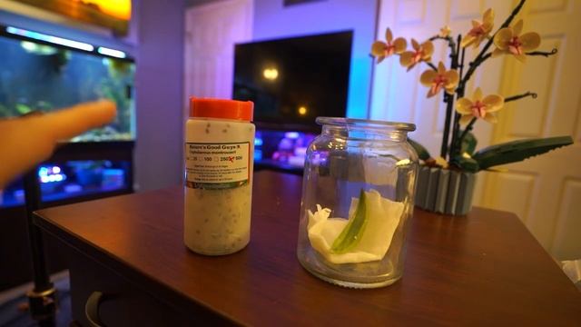Mealybug Destroyers! Cryptolaemus montrouzieri For Mealybugs смотреть онлайн