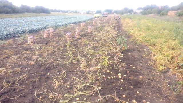 картофель гала уборка смотреть онлайн