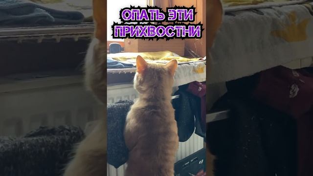 НЕПРИЕМНЫЙ ДЕНЬ - МЫСЛИ КОТА 28 смотреть онлайн