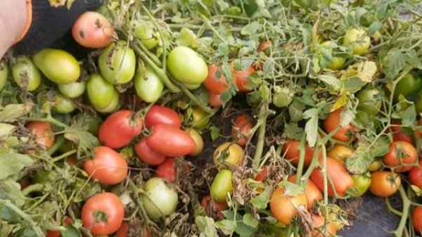 Обзор помидора сорта ДИНО...как же его МНОГО!!!