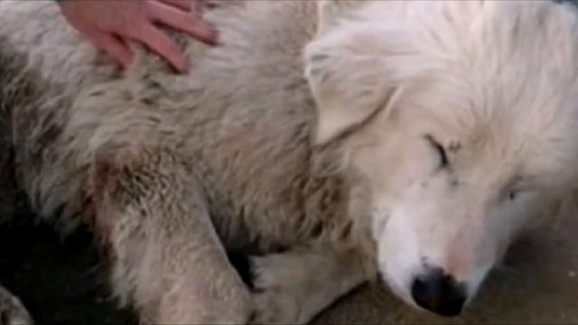 Раненый пес уже не мог идти. Он упал на дороге и закрыл глаза смотреть онлайн