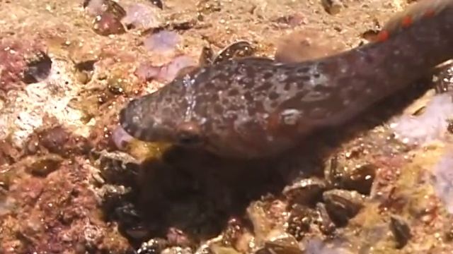 © Рыбы Черного моря. Морская уточка (Lepadogaster candolii) - 02 // Fishes of the Black Sea. смотреть онлайн