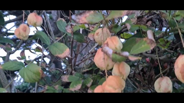 Работа перейди на Федота, цветы, поле, трактор, поезд, стих Омар Хайям, птицы, георгины смотреть онлайн