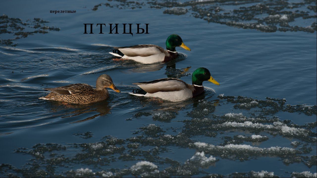 11 ноября 2022 г. Перелетные птицы полет птиц смотреть онлайн
