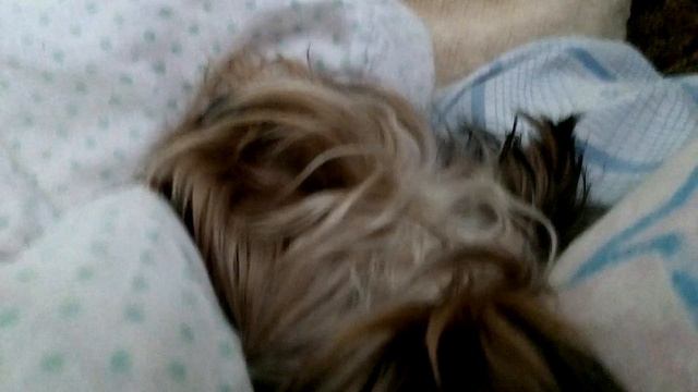 Моя собака лает во сне смотреть онлайн