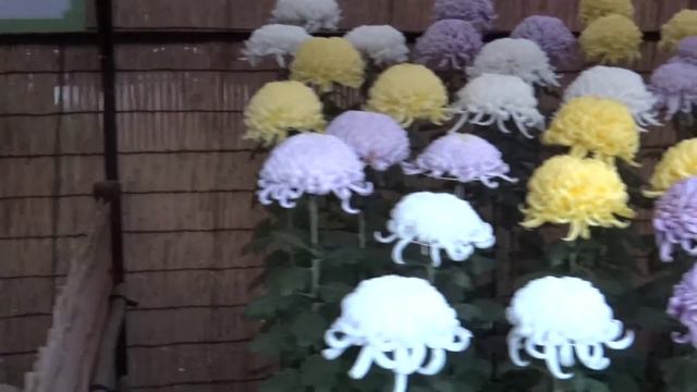 Япония. Выставка хризантем в Ботаническом саду Дзиндаи /Chrysanthemum exhibition Chofu Jindai Garde смотреть онлайн