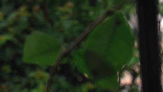 Что будет, если исчезнут все бактерии? смотреть онлайн