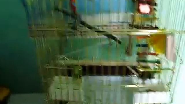 Розелла Пестрая_4 смотреть онлайн