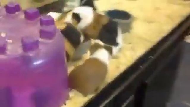 Жизнь в Америке Завести питомца смотреть онлайн