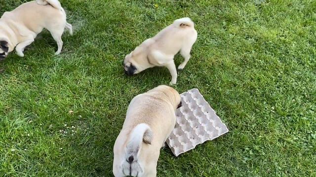 Chasse aux o(euf)s de Pâques - Olivia, Daisy & Joséphine смотреть онлайн