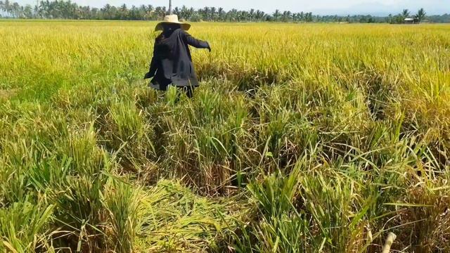 Province Life: Planting, Harvesting and Milling of RICE in the Province(MAGTANIM AY DI BIRO song) смотреть онлайн